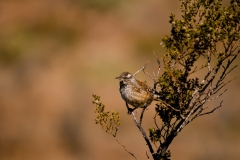 Cactus Wren Dog Canyon Alamogordo-New-Mexico