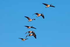 Canadian-Geese-Flight-Bosque-Del-Apache-NWR-New-Mexico