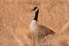 Canadian-Goose-Bosque-Del-Apache-NWR-New-Mexico