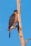 Coopers-Hawk-Bosque-Del-Apache-NWR-New-Mexico