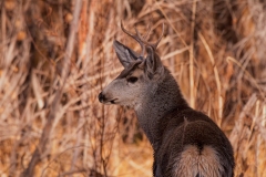 Deer-Wet-After-Crossing-Canal-Bosque-Del-Apache-NWR-New-Mexico