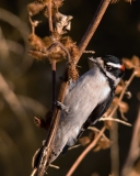 Downy-Woodpecker-Bosque-Del-Apache-NWR-New-Mexico