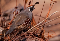 Gambels-Quail-Bosque-Del-Apache-NWR-New-Mexico