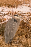 Great-Blue-Heron-Bosque-Del-Apache-NWR-New-Mexico