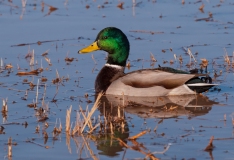 Mallard-Bosque-Del-Apache-NWR-New-Mexico