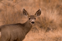 Mule Deer Bosque Del Apache NWR New Mexico