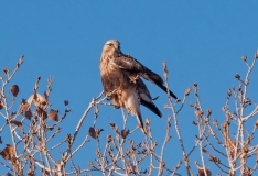 Northern-Harrier-Bosque-Del-Apache-NWR-New-Mexico