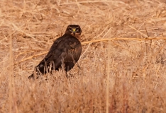 Northern-Harrier-On-Ground-Bosque-Del-Apache-NWR-New-Mexico