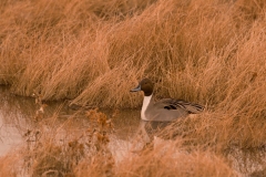 Northern-Pintail-Bosque-Del-Apache-NWR-New-Mexico_