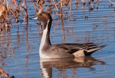 Northern-Pintail-On-Alert-Bosque-Del-Apache-NWR-New-Mexico