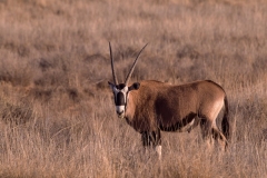 Oryx-White-Sands-National-Monument-New-Mexico