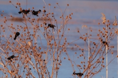 Redwing-Blackbird-Flock-Working-Seed-Pods-Bosque-Del-Apache-NWR-New-Mexico