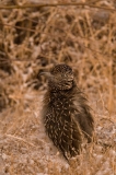 Roadrunner-Bosque-Del-Apache-NWR-New-Mexico