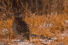 Roadrunner-in-snow-Bosque-Del-Apache-NWR-New-Mexico