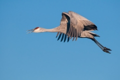 Sandhill-Crane-After-Lift-Off-Legs-Wet-Wings-Cupped-Background-Bosque-Del-Apache-NWR-New-Mexico