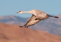 Sandhill-Crane-After-Lift-Off-Legs-Wet-with-Mountains-in-Background-Bosque-Del-Apache-NWR-New-Mexico