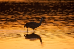 Sandhill-Crane-Calling-as-the-Sun-Sets-on-the-Pool-Bosque-Del-Apache-NWR-New-Mexico