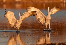 Sandhill-Crane-Dual-Splashdown-Bosque-Del-Apache-NWR-New-Mexico