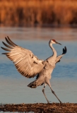 Sandhill-Crane-Evening-Landing-Touchdown-Bosque-Apache-NWR-New-Mexico