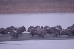 Sandhill-Crane-Group-Resting-in-Snowstorm-Before-Sunrise-Bosque-Del-Apache-NWR-New-Mexico