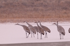 Sandhill-Crane-Group-in-Snow-Ready-for-Take-Off-Bosque-Del-Apache-NWR-New-Mexico