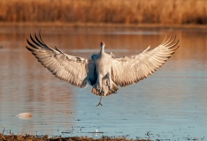 Sandhill-Crane-Landing-Brakes-On-Landing-Gear-Coming-Down-Bosque-Del-Apache-NWR-New-Mexico