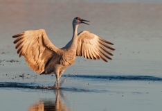 Sandhill-Crane-Landing-Calling-with-a-Splash-Bosque-Del-Apache-NWR-New-Mexico