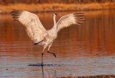 Sandhill-Crane-Landing-Stepping-with-a-Splash-Bosque-Del-Apache-NWR-New-Mexico