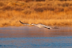 Sandhill-Crane-Morning-Flight-Flying-Low-and-Level-Bosque-Del-Apache-NWR-New-Mexico