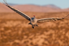 Sandhill-Crane-Morning-Flight-Full-Frame-Flying-at-Camera-Bosque-Del-Apache-NWR-New-Mexico