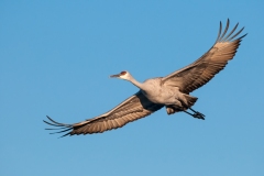 Sandhill-Crane-Morning-Flight-Right-to-Left-Bosque-Del-Apache-NWR-New-Mexico