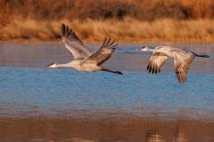 Sandhill-Crane-Pair-Morning-Flight-Right-to-Left-Bosque-Del-Apache-NWR-New-Mexico