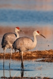 Sandhill-Crane-Pair-Settling-in-for-the-Evening-Bosque-Del-Apache-NWR-New-Mexico