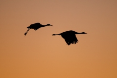 Sandhill-Crane-Pair-Silhouette-in-Setting-Sun-Light-Bosque-Del-Apache-NWR-New-Mexico