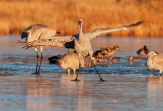 Sandhill-Crane-Unsteading-on-the-Ice-Bosque-Del-Apache-NWR-New-Mexico