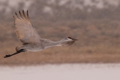 Sandhill-Crane-on-Wing-in-Snowstorm-Bosque-Del-Apache-NWR-New-Mexico