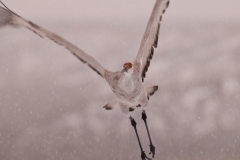 Sandhill-Crane-on-Wing-in-Snowstorm-Close-Bosque-Del-Apache-NWR-New-Mexico