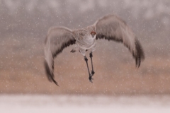 Sandhill-Crane-on-Wing-in-Snowstorm-Downstroke-Bosque-Del-Apache-NWR-New-Mexico