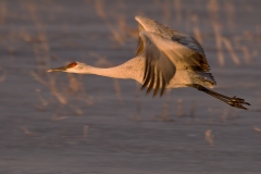 Sandhill-Crane-on-the-Wing-Bosque-Del-Apache-NWR-New-Mexico