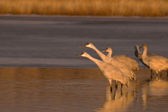 Sandhill-Cranes-Group-Ready-for-Take-Off-Bosque-Del-Apache-NWR-New-Mexico