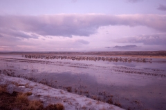 Sandhill-Cranes-Group-in-Pond-Before-Sunrise-Bosque-Del-Apache-NWR-New-Mexico