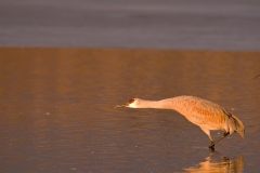 Sandhill-Cranes-Ready-for-Take-Off-Bosque-Del-Apache-NWR-New-Mexico