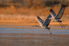 Sandhill-Cranes-on-the-Wing-Bosque-Del-Apache-NWR-New-Mexico