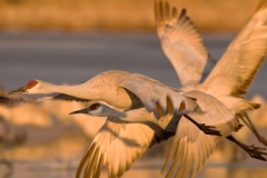 Sandhill-Cranes-on-the-Wing-Mass-Exit-Bosque-Del-Apache-NWR-New-Mexico