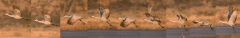 Sandhill-Launch-Sequence-Bosque-Del-Apache-NWR-New-Mexico