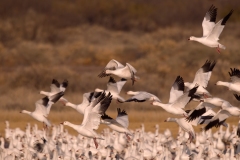 Snow-Geese-Blast-Off-Bosque-Del-Apache-NWR-New-Mexico