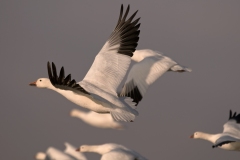 Snow-Geese-Blast-Off-Single-Bird-Bosque-Del-Apache-NWR-New-Mexico