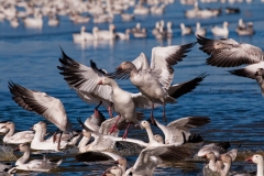 Snow-Geese-Crowded-Pond-Landing-Bosque-Del-Apache-NWR-New-Mexico