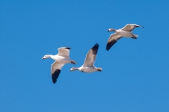 Snow-Geese-Group-Circling-in-for-a-Landing-Right-to-Left-Bosque-Del-Apache-NWR-New-Mexico