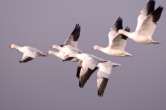 Snow-Geese-Group-on-the-Wing-Bosque-Del-Apache-NWR-New-Mexico